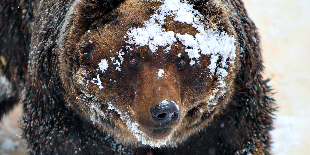 Отходить и лезть на дерево: что нужно делать при встрече с шатуном