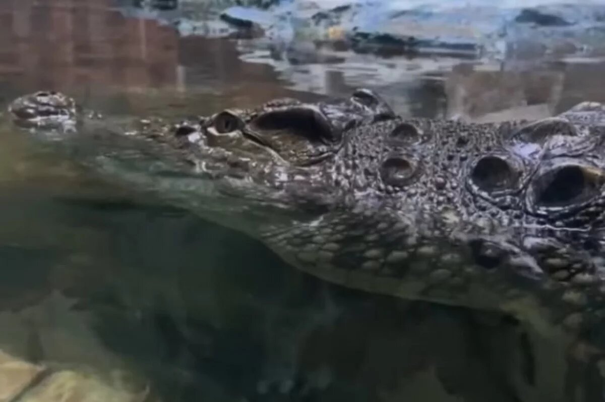    Белгородский зоопарк переселит крокодила из-за ошибки с видом