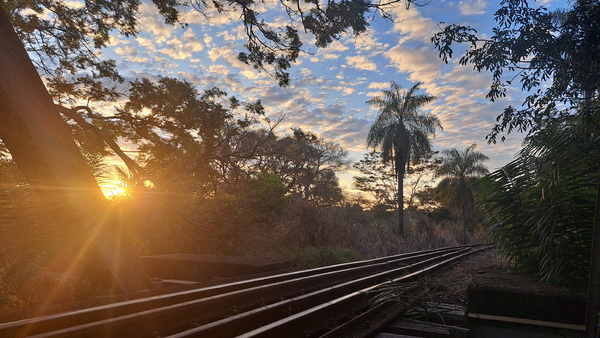 Автор фото: Юлия Кожевникова. Старые шпалы, под которыми был замечен удивительный симбиоз. Пантанал, Бразилия