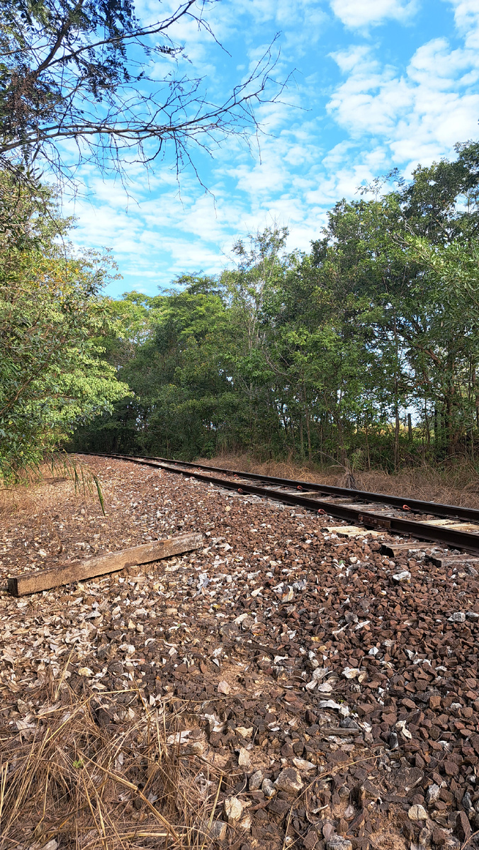 Автор фото: Юлия Кожевникова. Старые шпалы, под которыми был замечен удивительный симбиоз. Пантанал, Бразилия