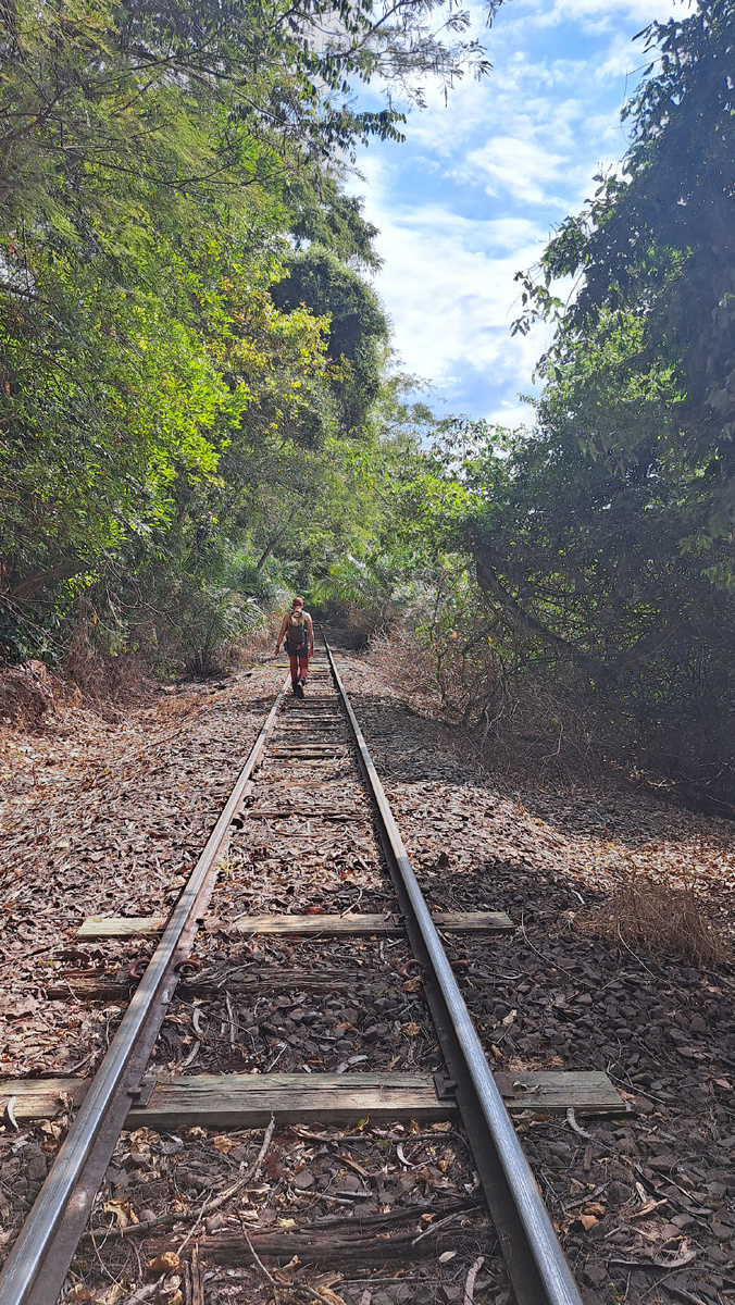 Автор фото: Юлия Кожевникова. Старые шпалы, под которыми был замечен удивительный симбиоз. Пантанал, Бразилия