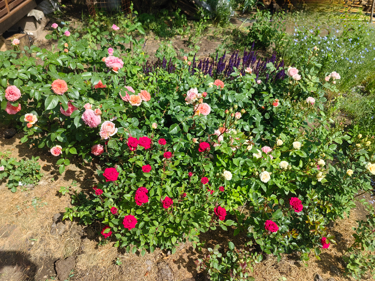 Один из моих розариев. Успешная зимовка-гарантия обильного цветения летом