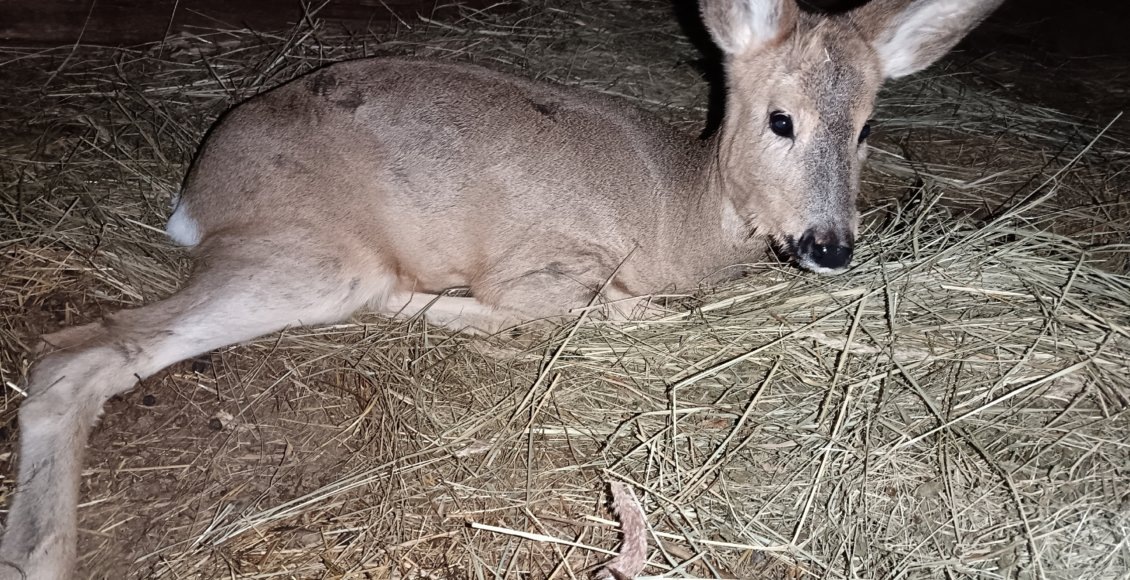    Фото: приют "Сармат"