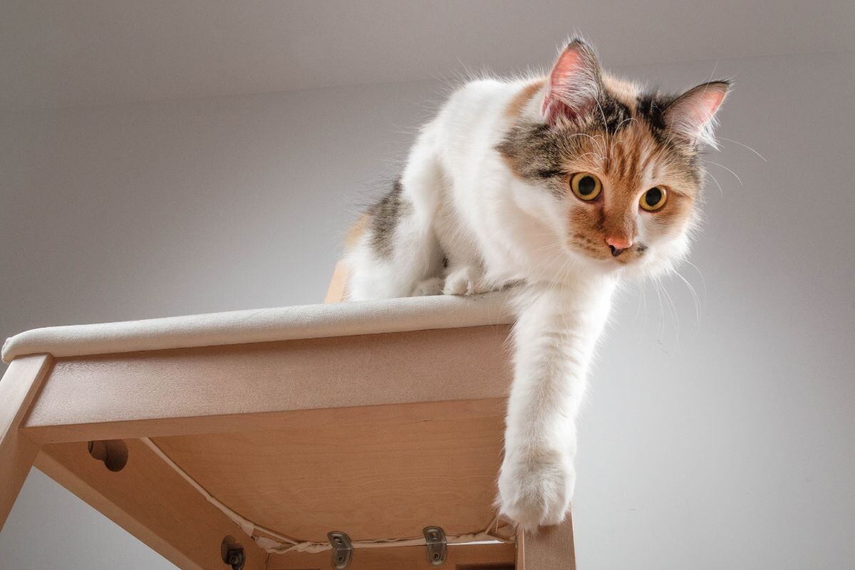 Ловкий котик 
