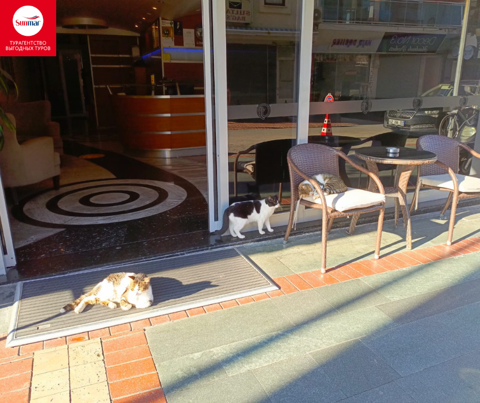 "Персонал" одного из отелей нежится на солнышке.