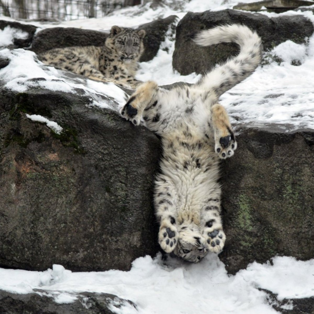    Кошки такие кошки.