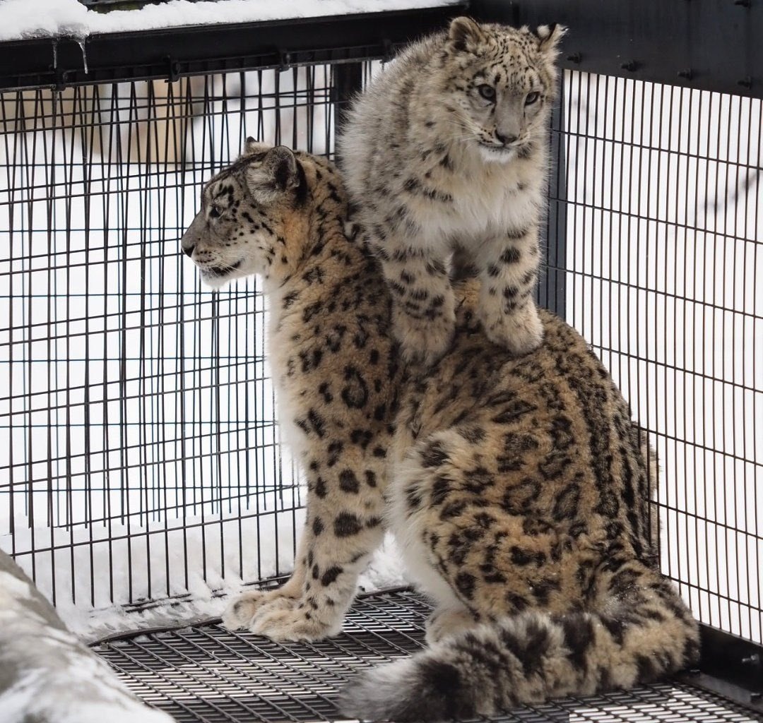   А кто из нас не сидел на шее у мамы?
