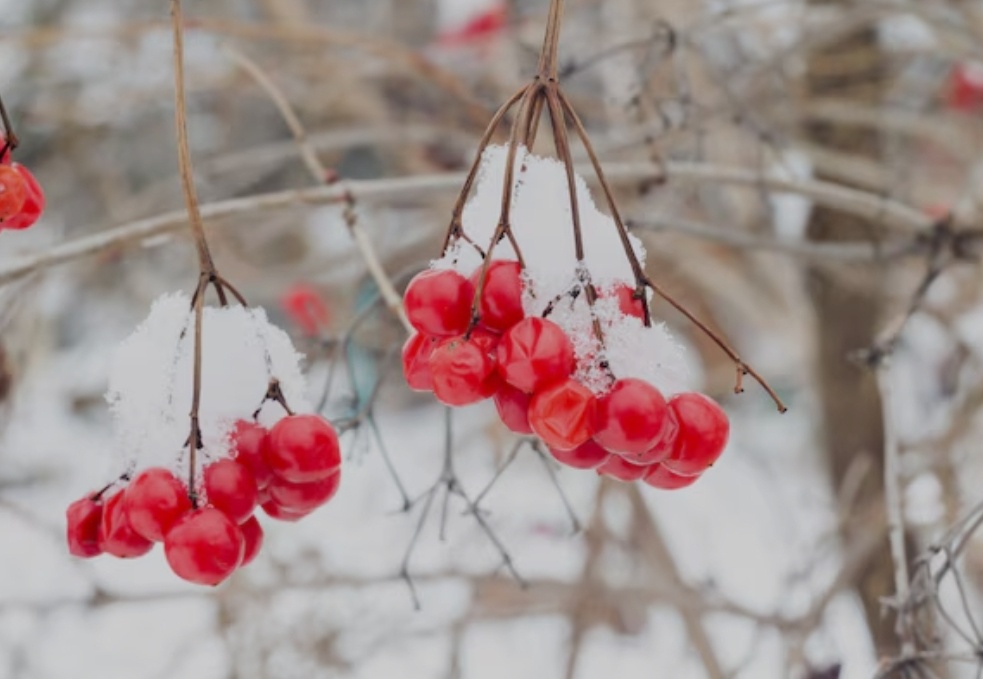 Фото для обложки