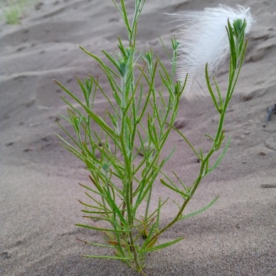 Пушинке на ветру не удержаться.