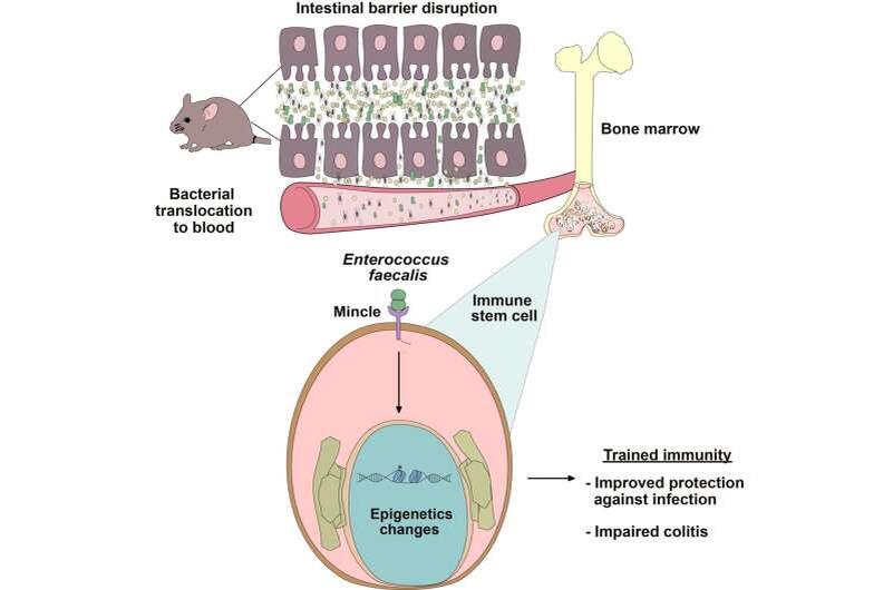 Нарушение кишечного барьера позволяет бактериям перемещаться через кровоток в костный мозг, вызывая эпигенетические изменения в иммунных стволовых клетках. Этот тренированный иммунитет усиливает защиту от инфекции, но усугубляет симптомы, связанные с колитом.