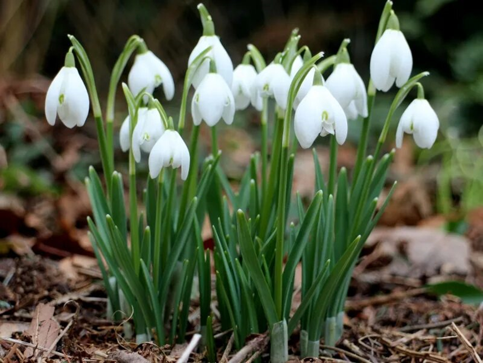 Подснежники (фото взято из общедоступных источников)