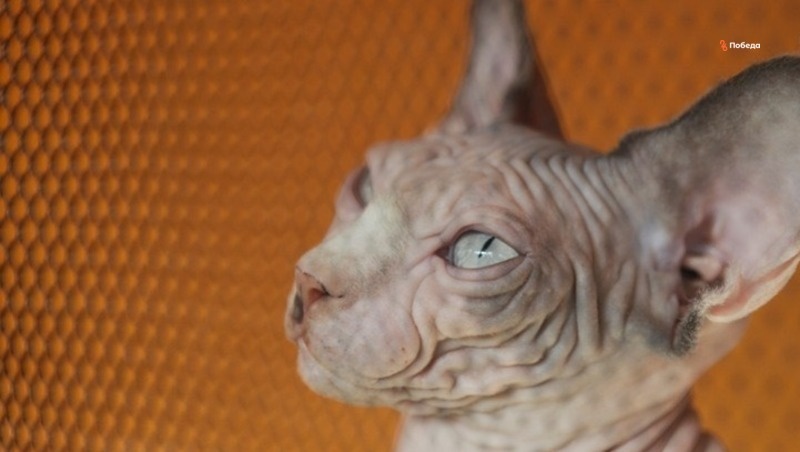      Фото: ИА «Победа26»