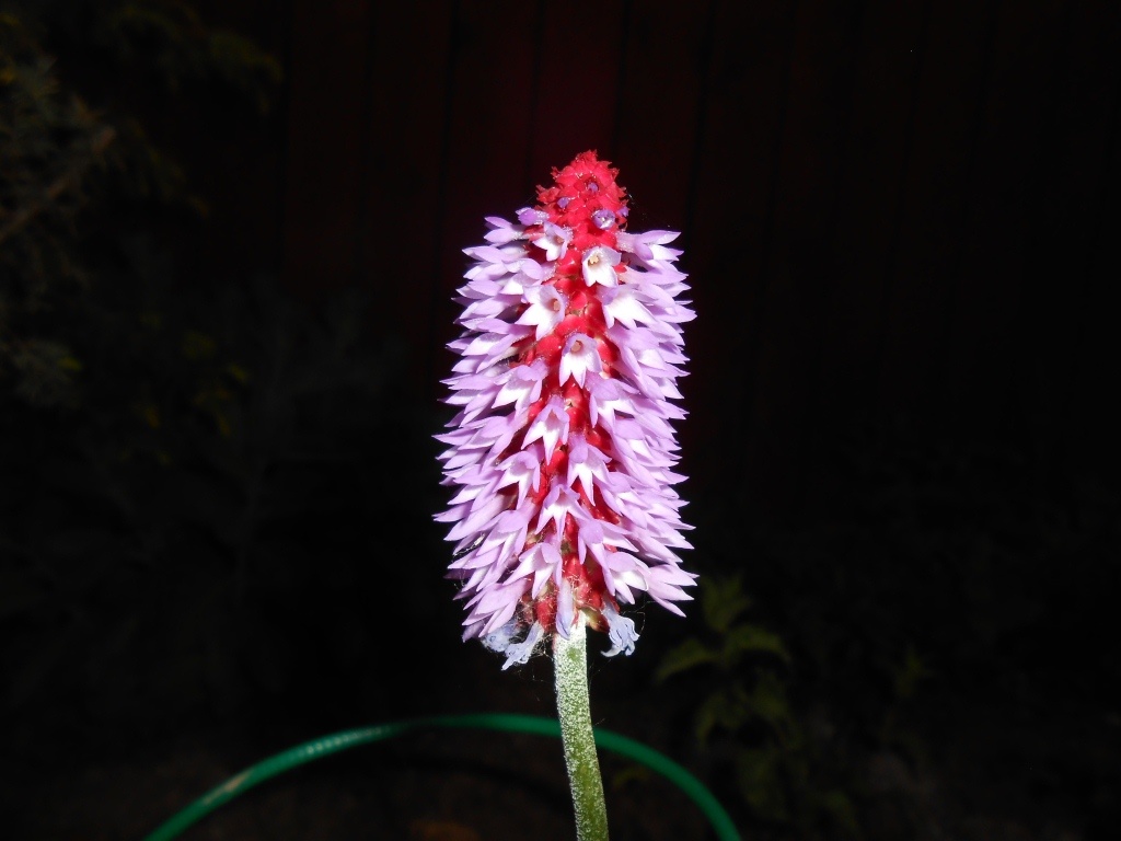 Примула Виаля(все фото мои)