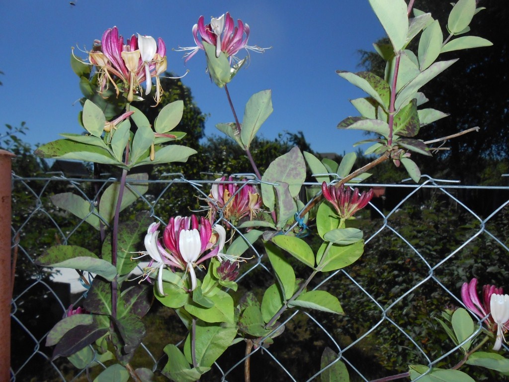 Жимолость каприфоль вьющаяся.