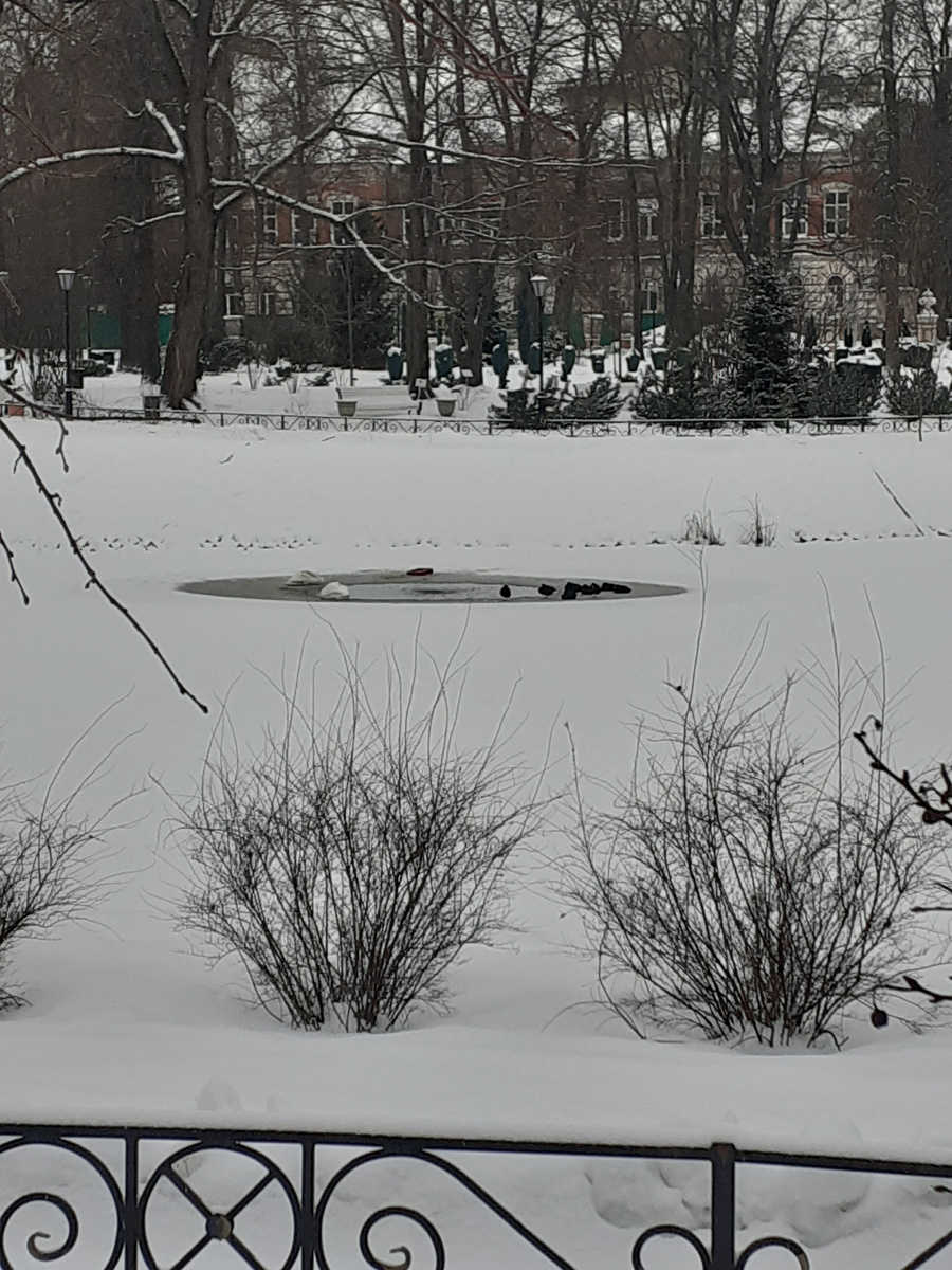 Слева два лебедя, справа уточки