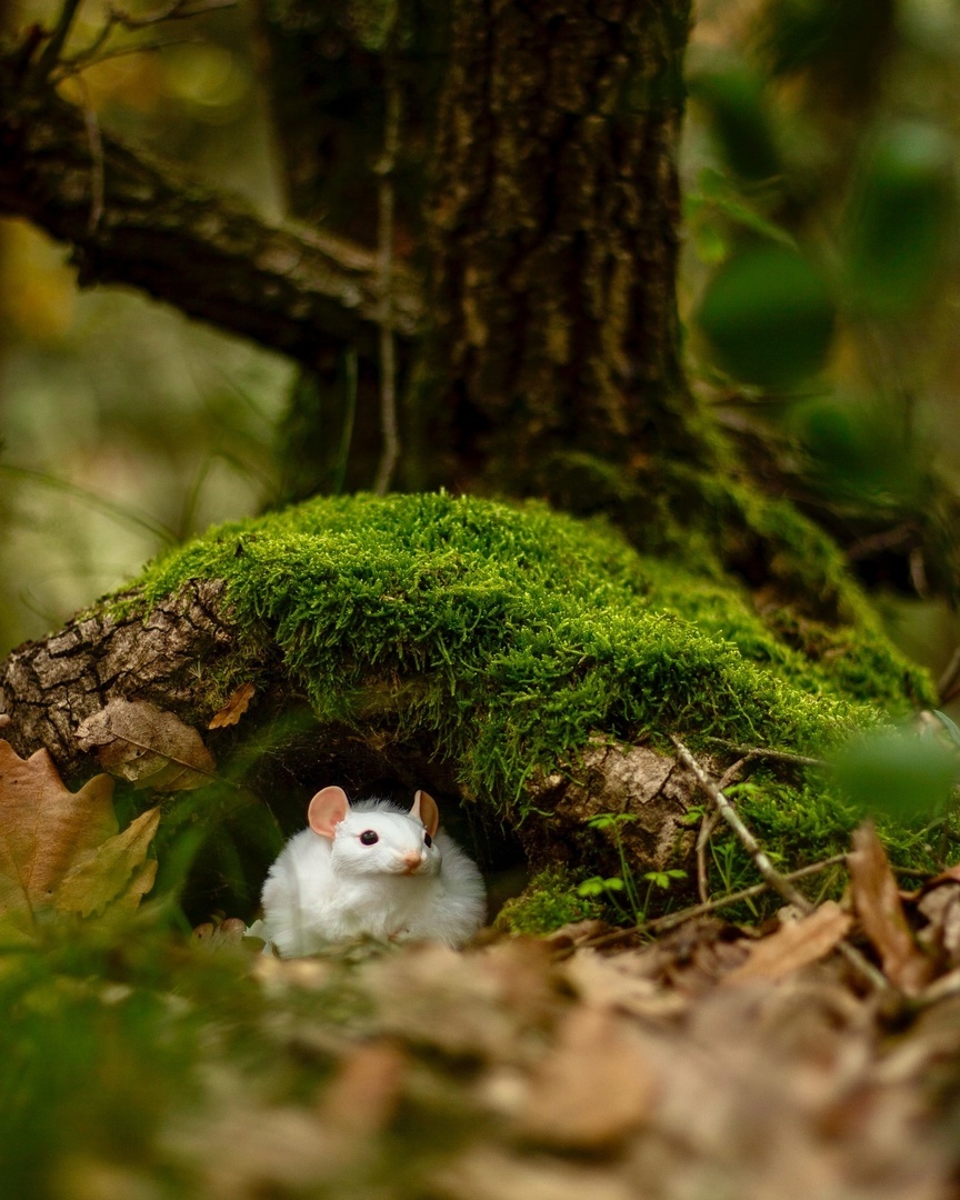 Кодама-нэдзуми высматривает возможных нарушителей божественного спокойствия.
