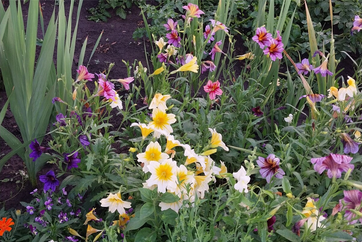 Сальпиглоссис на нашей даче. Искала его, а нашла ширококолокольчик. Похожи?