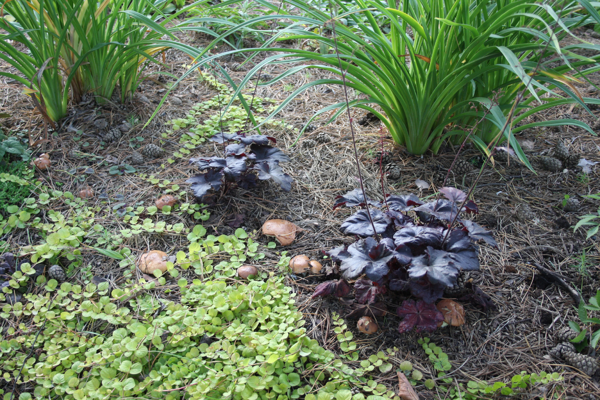 маслята - подарок от наших сосен