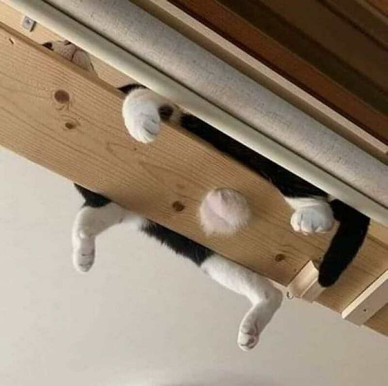    14 фото очаровательных животных в забавных позах