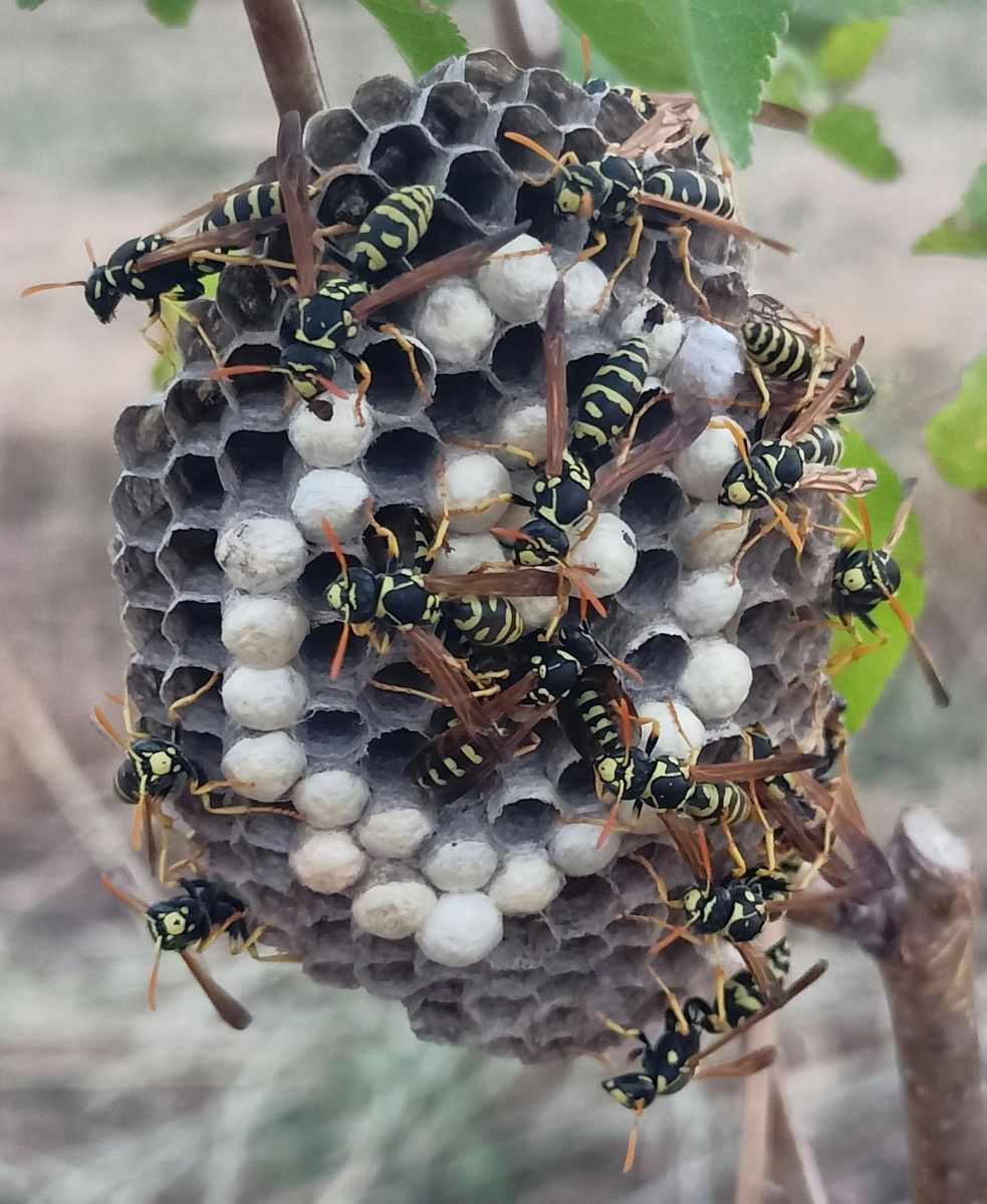 Не только пчелы и шмели трудяги, но и осы.