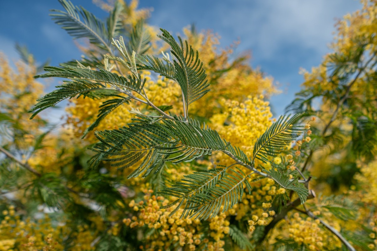 Ароматные ветви, так называемой многими, мимозы на федеральной территории Сириус