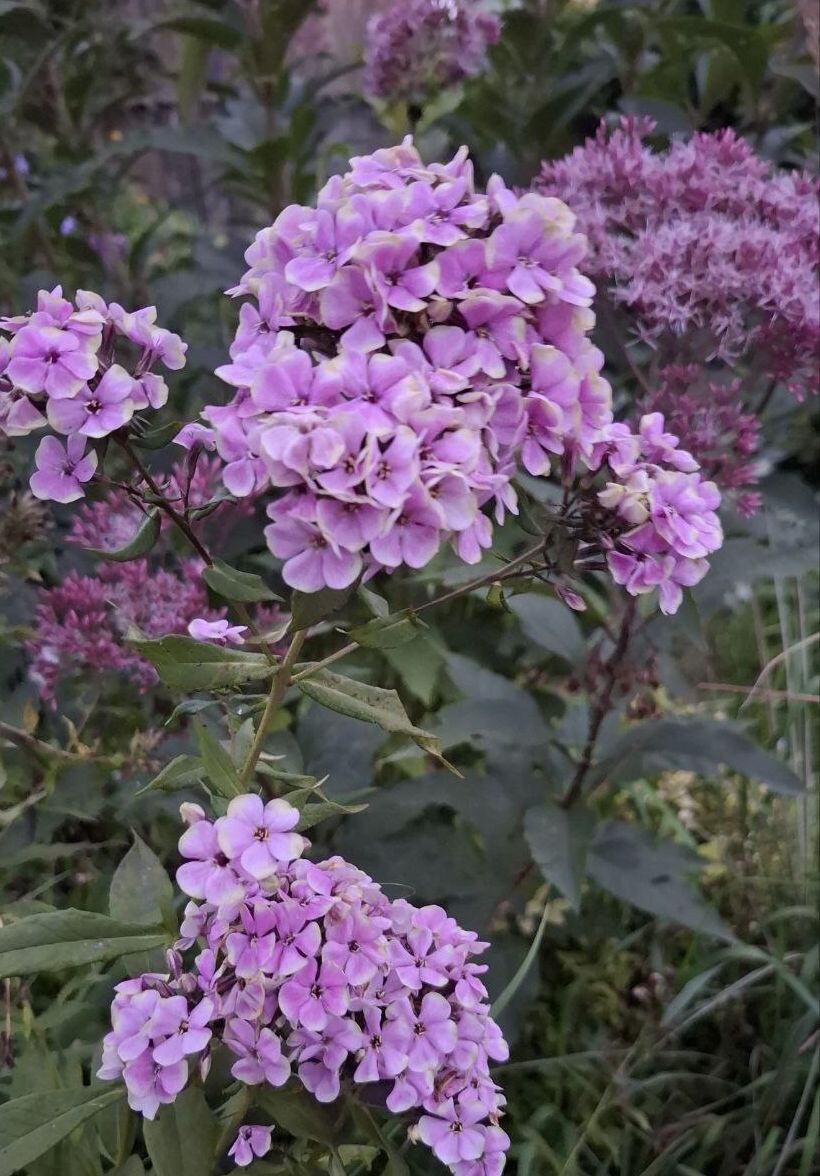 1 Щербет Коктейль и посконник. В галерее 16 фото, листайте