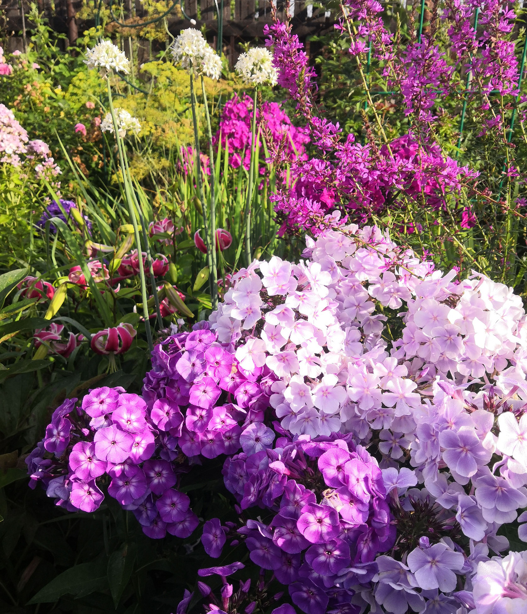 2 Флоксы, лилии, лук, дербенник