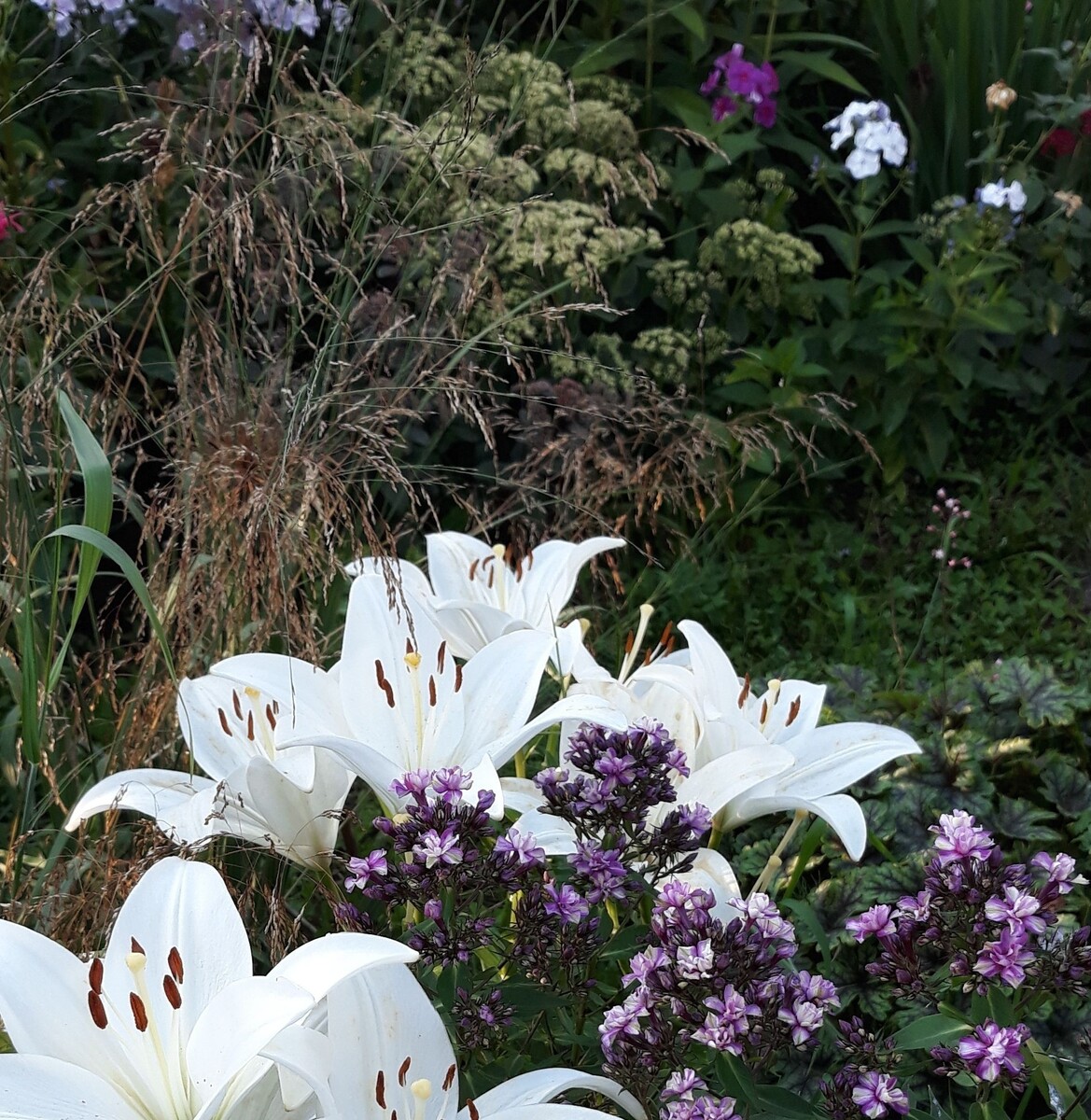 3 Квазимодо, лилии, злаки, очитки