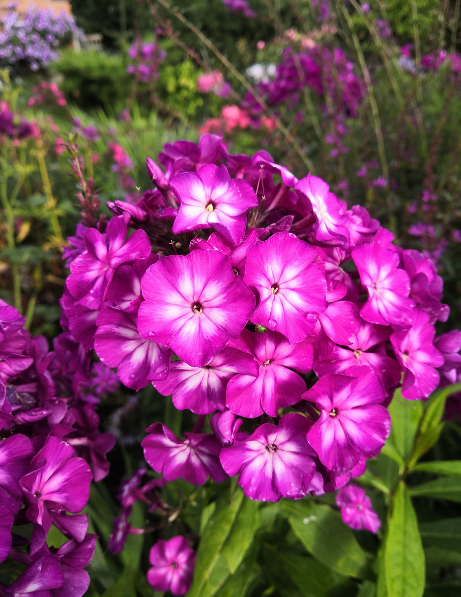 17. Яркий Wennschondennschon. В галерее 12 фото, листайте