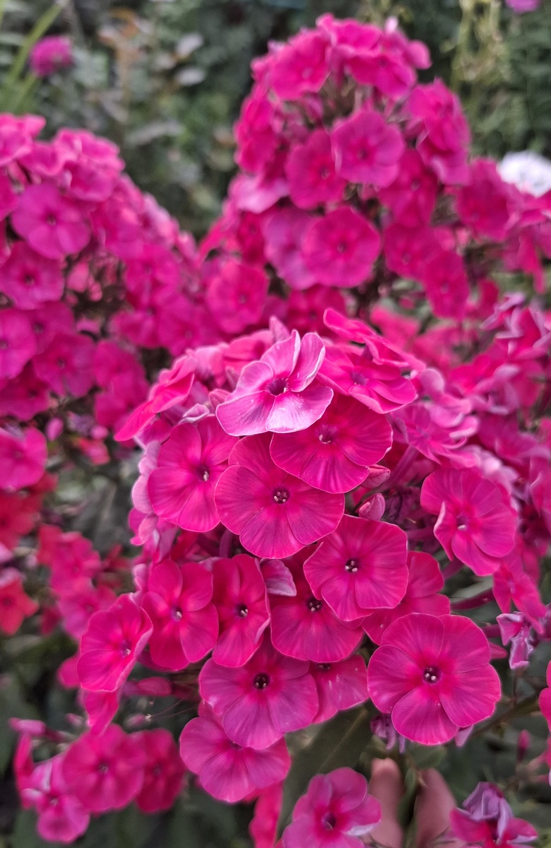 18. И.С. Бах. Яркий дымчатый флокс