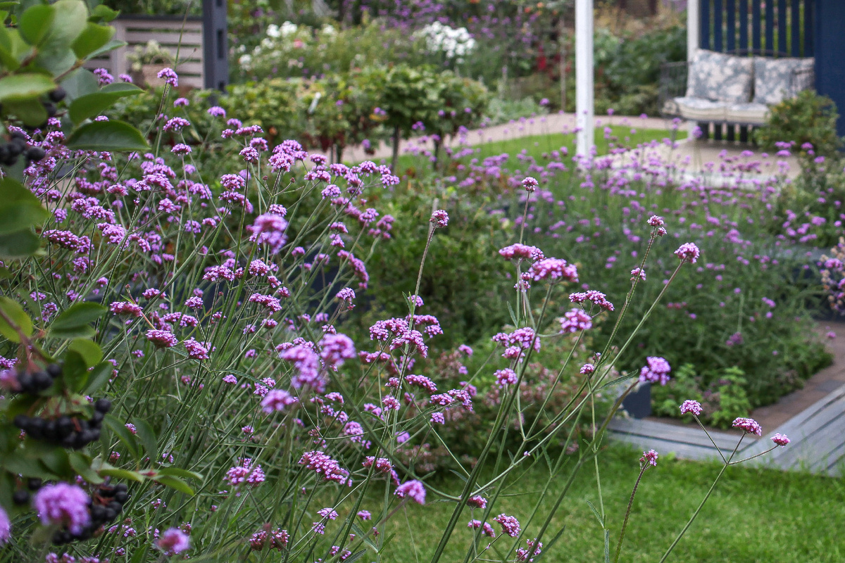 [1/2] Массив вербены бонарской.