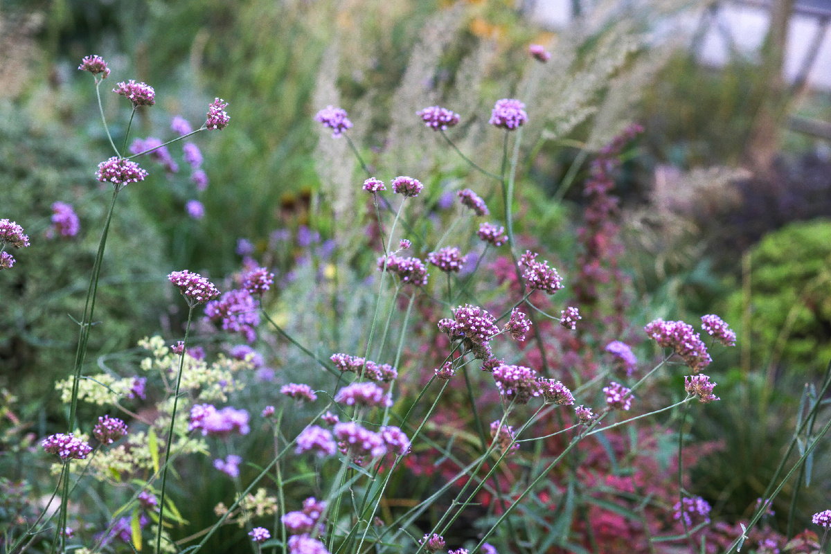 [2/4] Вербена бонарская в саду.