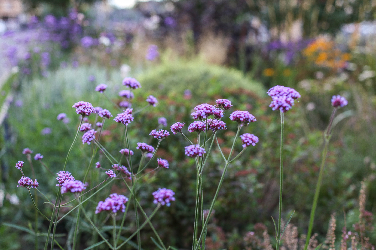 [1/4] Цветение вербены бонарской.
