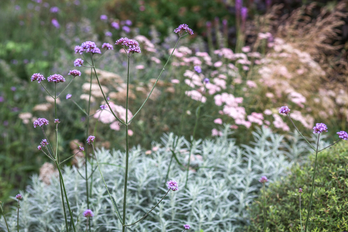 [3/4] Вербена бонарская в цветнике.