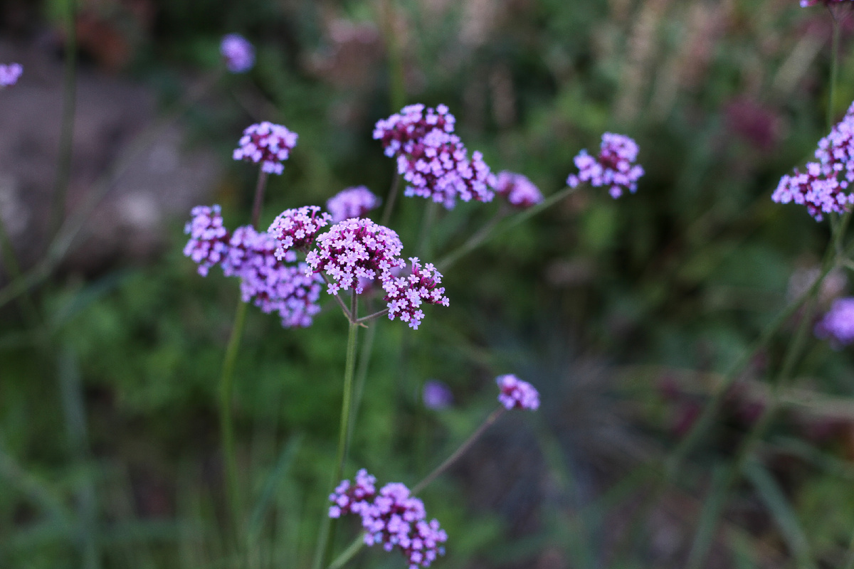 [2/2] Соцветие вербены бонарской.
