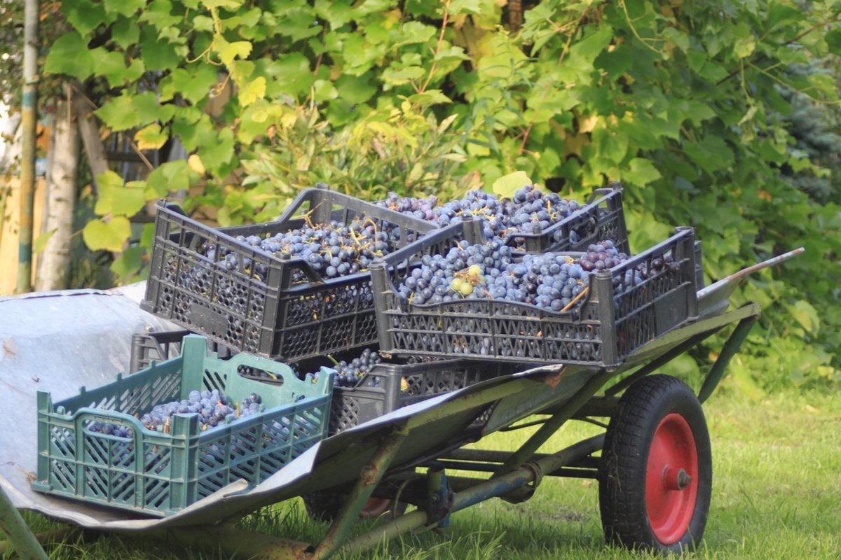 Урожай винограда под Великим Новгородом