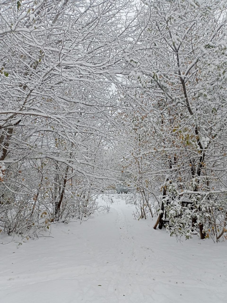 Снежное кружево веток Фото Яны Буториной