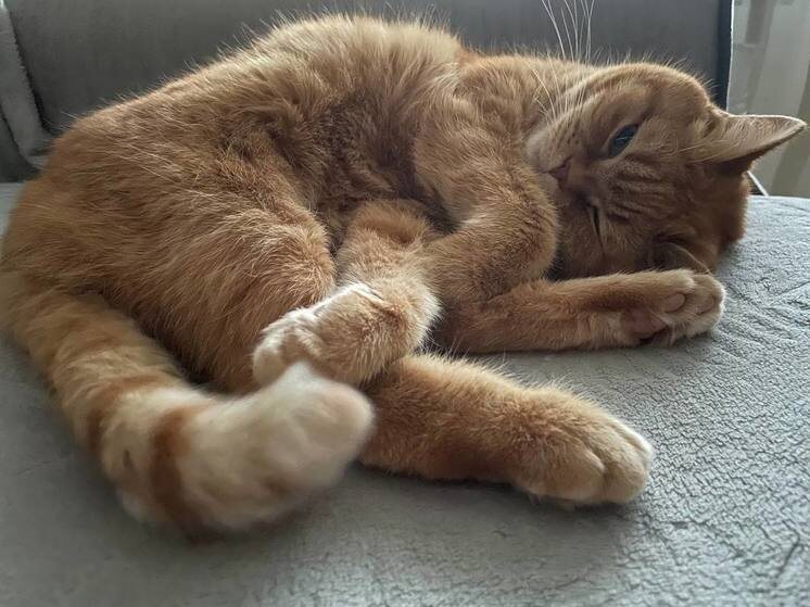     «Страна Мурляндия» проходила с 25 декабря по 19 января. Фото: МК в Питере