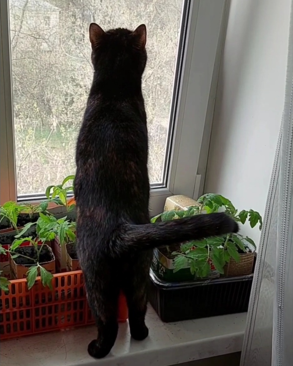 Главный огородник.