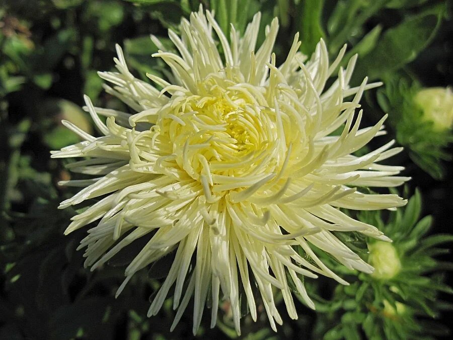 Астра коготковая Золотая. Хороша для букета. Растение пирамидальной формы. Соцветия округлоплоские, махровые, диаметром 7 — 10 см. Язычковые цветки сложены по длине в трубки, слегка загнуты внутрь, золотисто-желтой окраски, закрывают диск желтых трубчатых цветков. Используют для посадки в сборные цветники группами, на рабатки рядами. Высота растения 70 — 75 см. Цветет в июле августе.  
