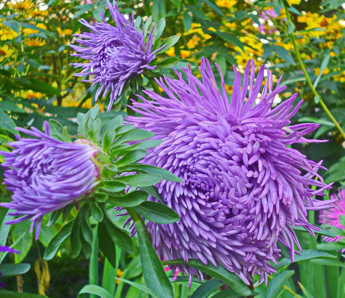 Астра коготковая Картейзер. Совершенно новая форма цветка. Растение пирамидальной формы. Цветоносы прочные, длиной 50 см. Соцветия округлоплоские, махровые, диаметром 7 - 10 см. Язычковые темносиней окраски цветки сложены по длине в трубки, слегка загнуты внутрь, закрывают диск желтых трубчатых цветков. Используется очень широко: для посадки в сборные цветники группами, на рабатки рядами и на срезку. Растение высотой 70 - 75 см. Цветет с июля по сентябрь.
