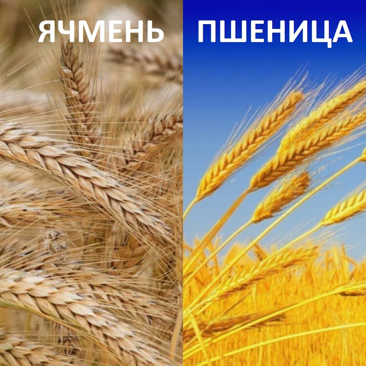  Изображение взято из открытых источников.