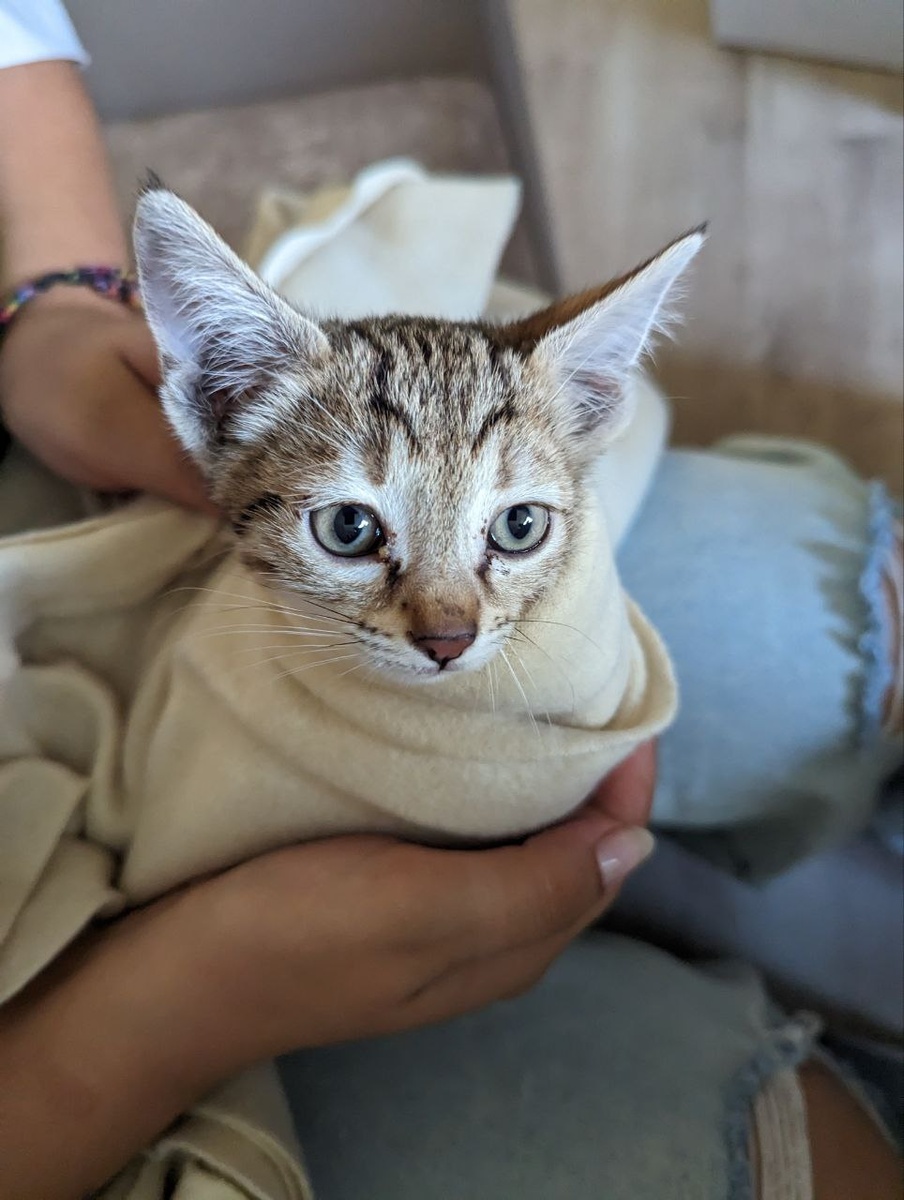 Помыли кото-ребенка