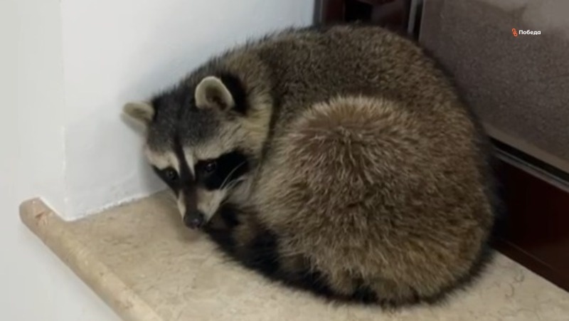      Фото: ИА «Победа26»