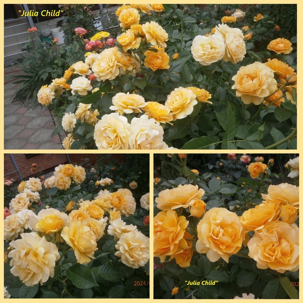 фотоколлаж Милы