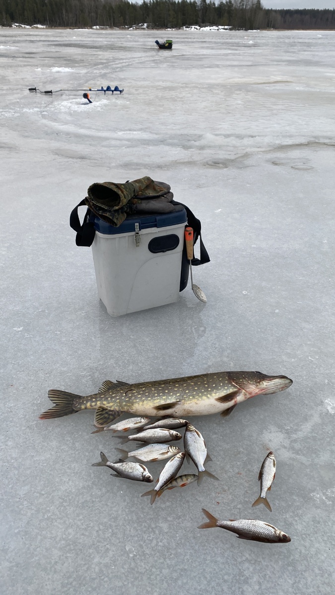 Какая-то пузатая .