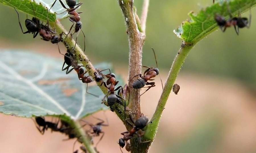 Как избавиться от муравьев на огороде: пищевой содой
