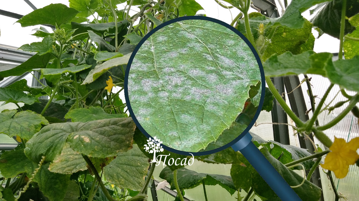 Мучнистая роса на огурце.