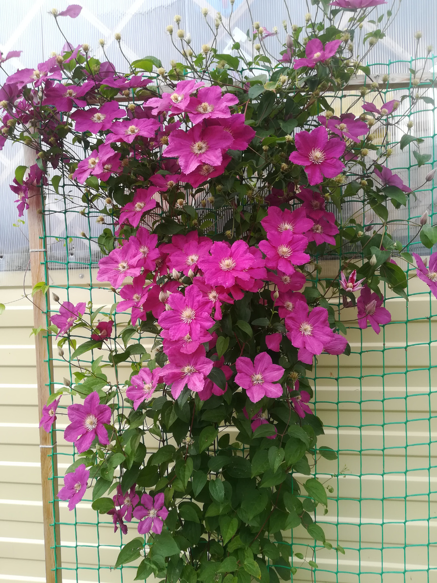 Мой первый клематис ЭРНЕСТ МАРКХЕМ