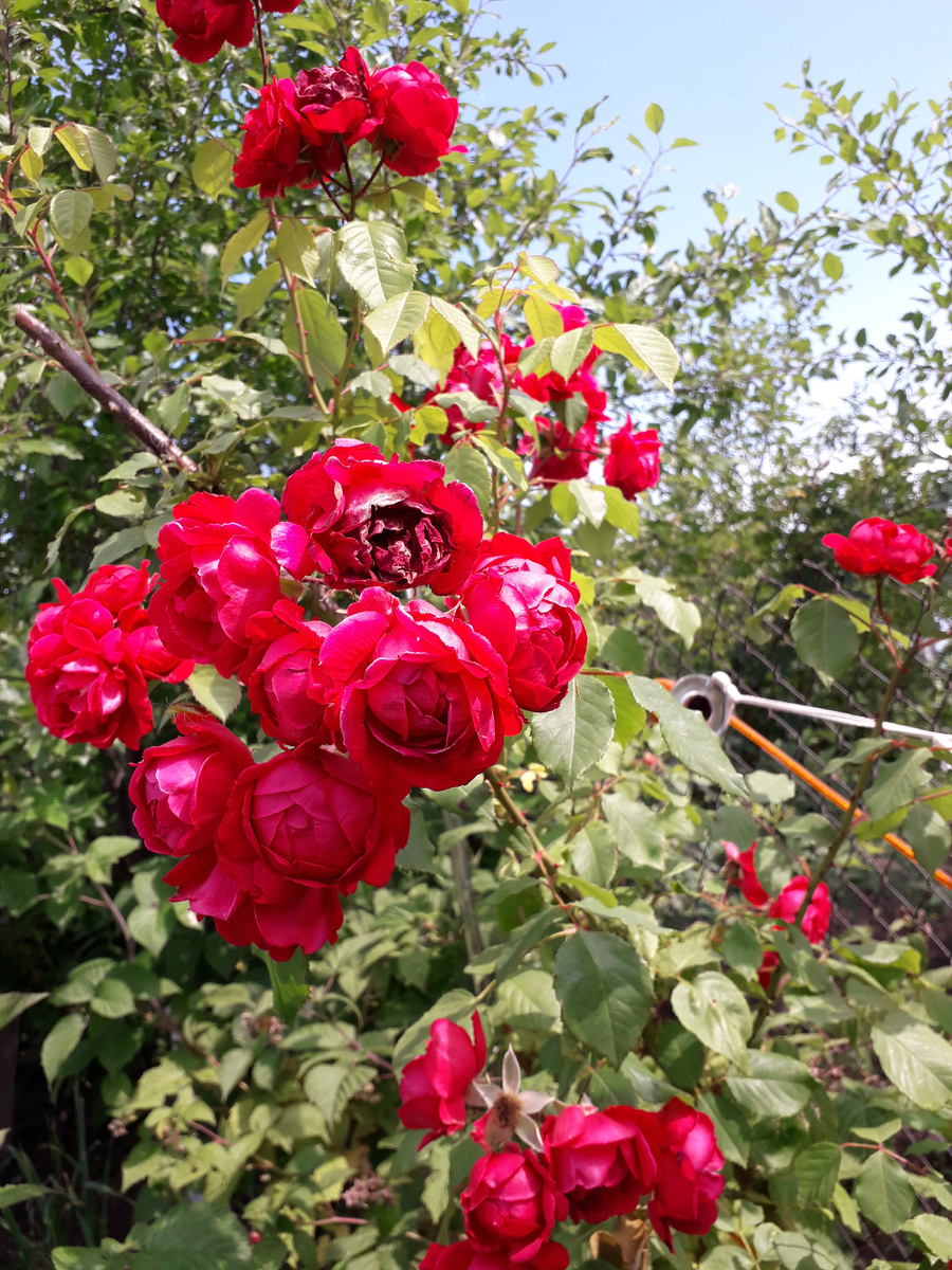 Плетистая роза ФЛАМЕНТАНЦ